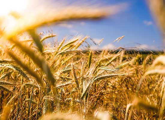 Golden wheat growing in the sunlight
